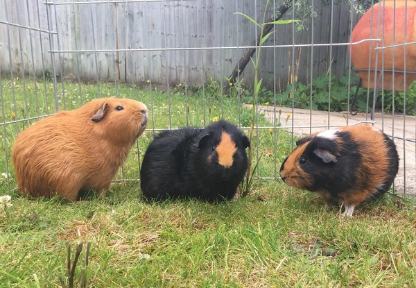 My poor poorly piggies 🙁