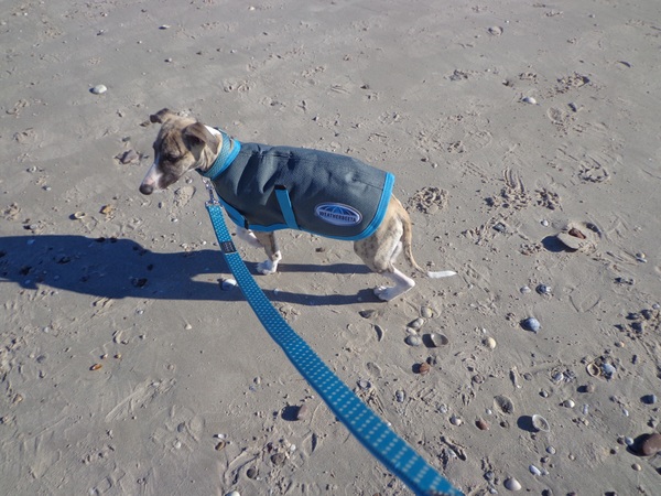Does anyone fancy a "puppy survival" thread part 2