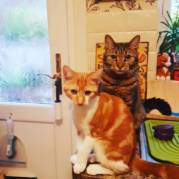 Cats still catting. What's your DCat up to today? Pt 3
