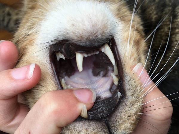 Can you look in your cat's mouth please?