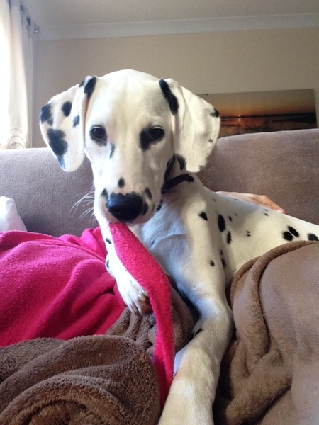 No excuse, just wanted to share a photo of our dog