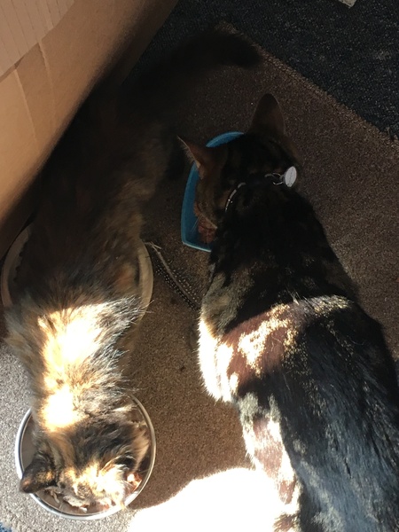Cats still catting. What's your DCat up to today? Pt 3