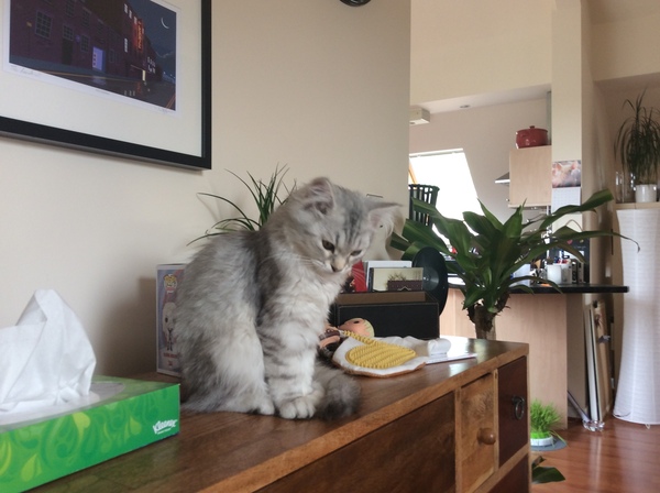 So who got a new kitten recently? Let's see then.