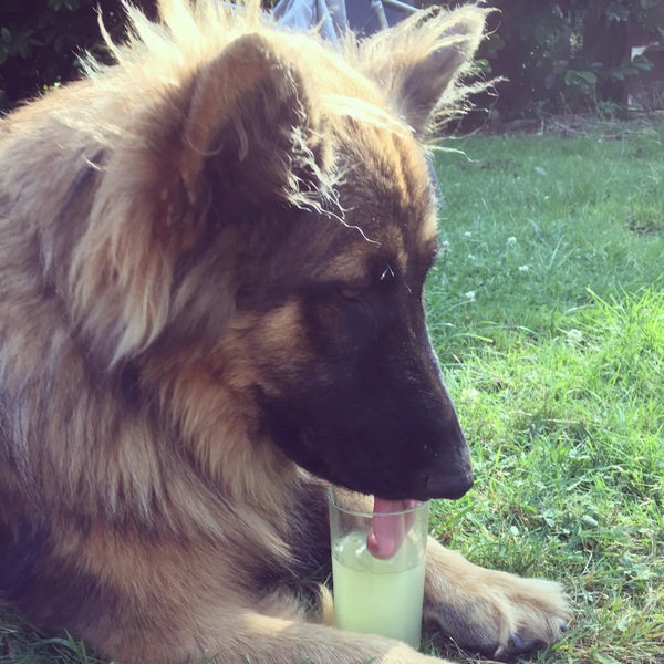 How is your dog helping you today?