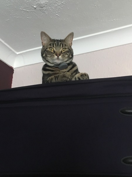 Cats still catting. What's your DCat up to today? Pt 3