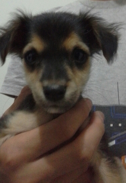 Help! Name this puppy.