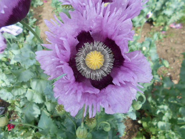 To be pissed off with the poppies?
