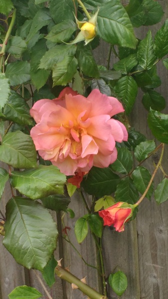 Find out how MNers are getting on with their Homebase Garden Goals challenge NOW CLOSED