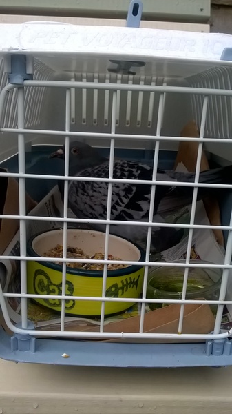 Anyone lost this? On my backstep if it's yours!