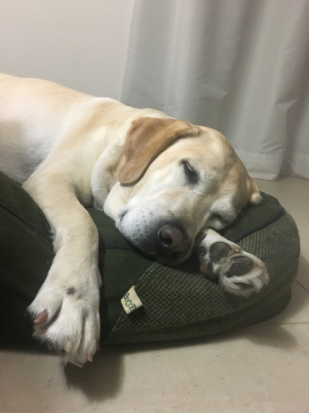 No excuse, just wanted to share a photo of our dog