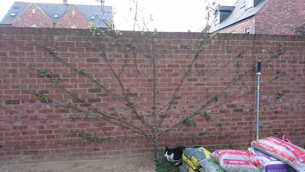 Apple tree help please!
