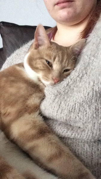 To cat or not to cat?