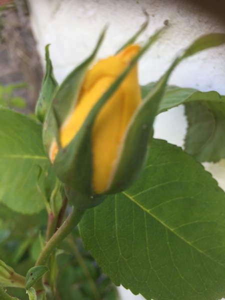 Dh has died and the MN lifesavers are helping us to keep our heads above water