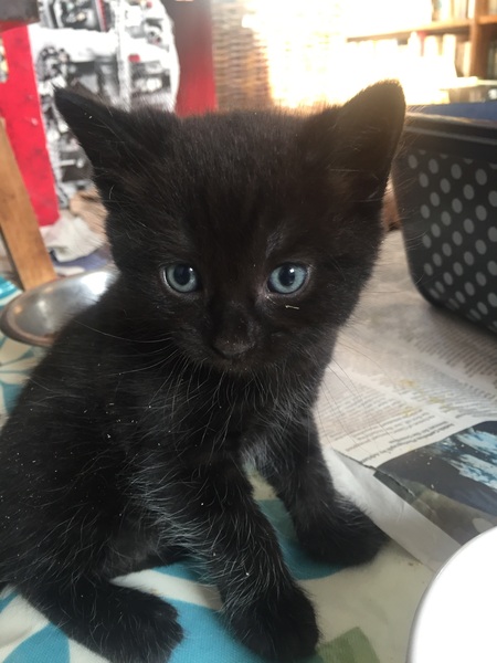 tiny baby kittens
