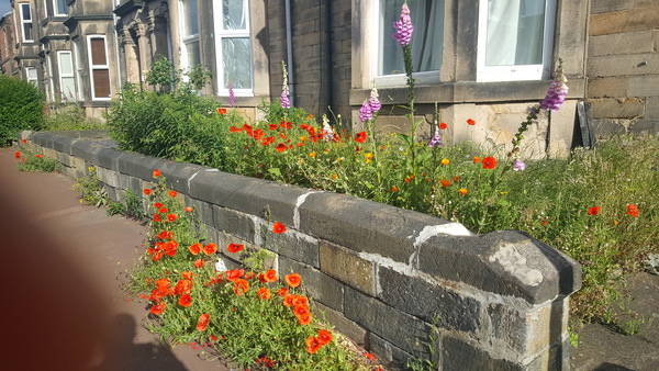 To be pissed off with the poppies?