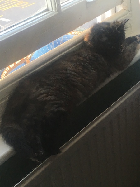 Cats still catting. What's your DCat up to today? Pt 3