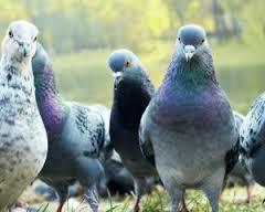 Anyone lost this? On my backstep if it's yours!