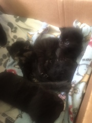tiny baby kittens