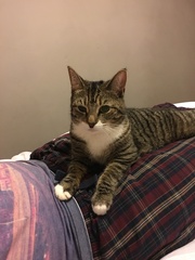 To love my kittens and want to see yours?