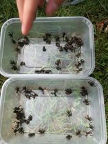 Find out how MNers are getting on with their Homebase Garden Goals challenge NOW CLOSED