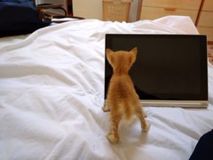 To ask to see a picture of your pet when it was a baby and now?
