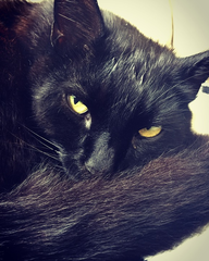 To love my kittens and want to see yours?
