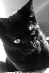 To ask to see a picture of your pet when it was a baby and now?