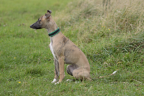 Does anyone fancy a "puppy survival" thread part 2