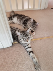 One or two kittens?