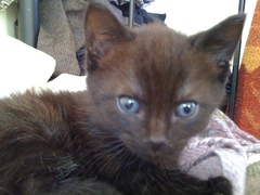 To ask to see a picture of your pet when it was a baby and now?
