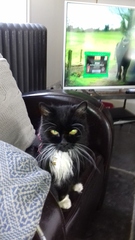 What do you wish you knew before bringing home your first cat?