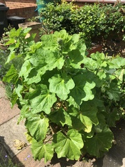 Plant ID please