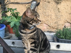 Cats still catting. What's your DCat up to today? Pt 3