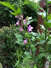Allotment?Veg Patch Thread 10 - Plotmenters  busy into summer ! and loving James Wong