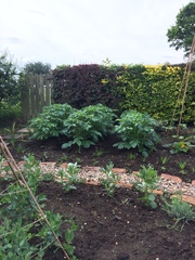 Allotment/Veg Patch Thread 9 - Spring is sprung, its getting really busy!