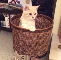 To love my kittens and want to see yours?