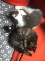 So who got a new kitten recently? Let's see then.