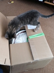 Cats still catting. What's your DCat up to today? Pt 3