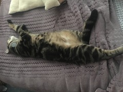 Cats still catting. What's your DCat up to today? Pt 3