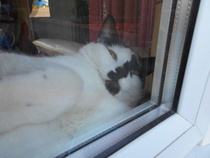 Cats still catting. What's your DCat up to today? Pt 3