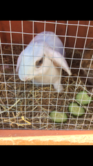 Please help diagnose my rabbit
