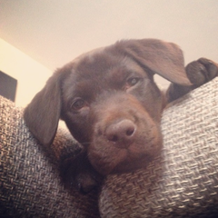 To ask to see a picture of your pet when it was a baby and now?