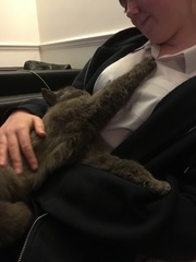 To love my kittens and want to see yours?