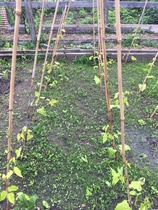 Allotment?Veg Patch Thread 10 - Plotmenters  busy into summer ! and loving James Wong