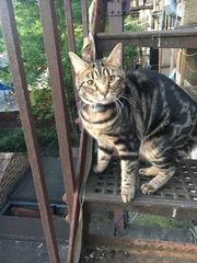 Cats still catting. What's your DCat up to today? Pt 3