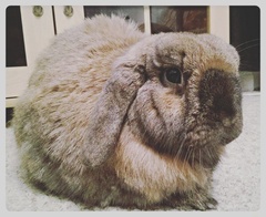 To ask to see a picture of your pet when it was a baby and now?