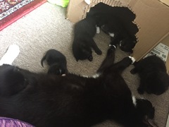 Abandoned 1 week old kitten being taken in by foster cat