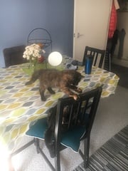 So who got a new kitten recently? Let's see then.