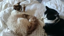 Cats still catting. What's your DCat up to today? Pt 3