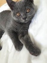 To ask to see a picture of your pet when it was a baby and now?